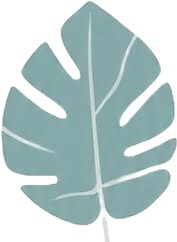 a green leaf on a white background 1.jpg